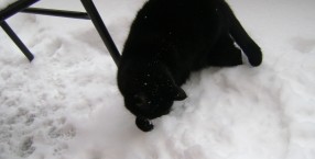 Kot na sniegu