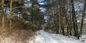 Las nad rzeką Gwdą w okolicach Piły