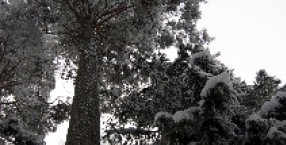 zima leśna
