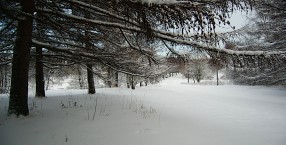 Zimowe drzewa