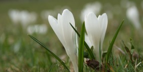 Jasnogórskie krokusy
